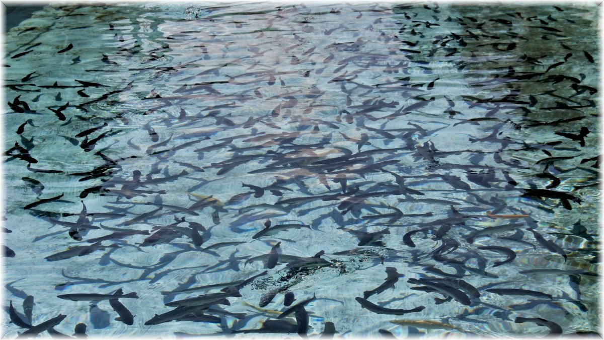 (ÖZEL) Erzincan’da alabalık üretimi ivme kazandı