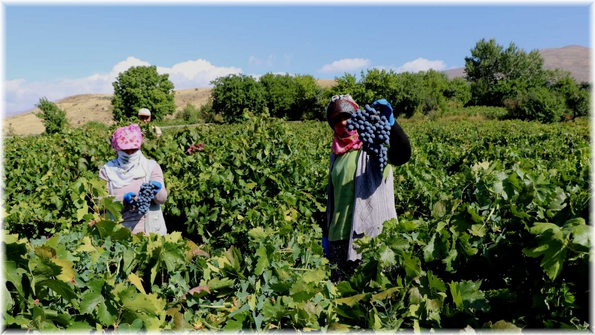 (Özel haber) İki asırlık bağlarda üzüm hasadı devam ediyor