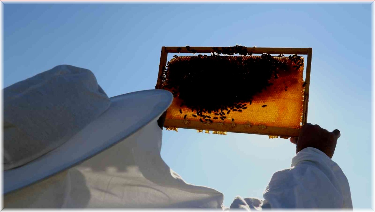 (Özel Haber) Kuraklık arıcıları olumsuz etkiledi