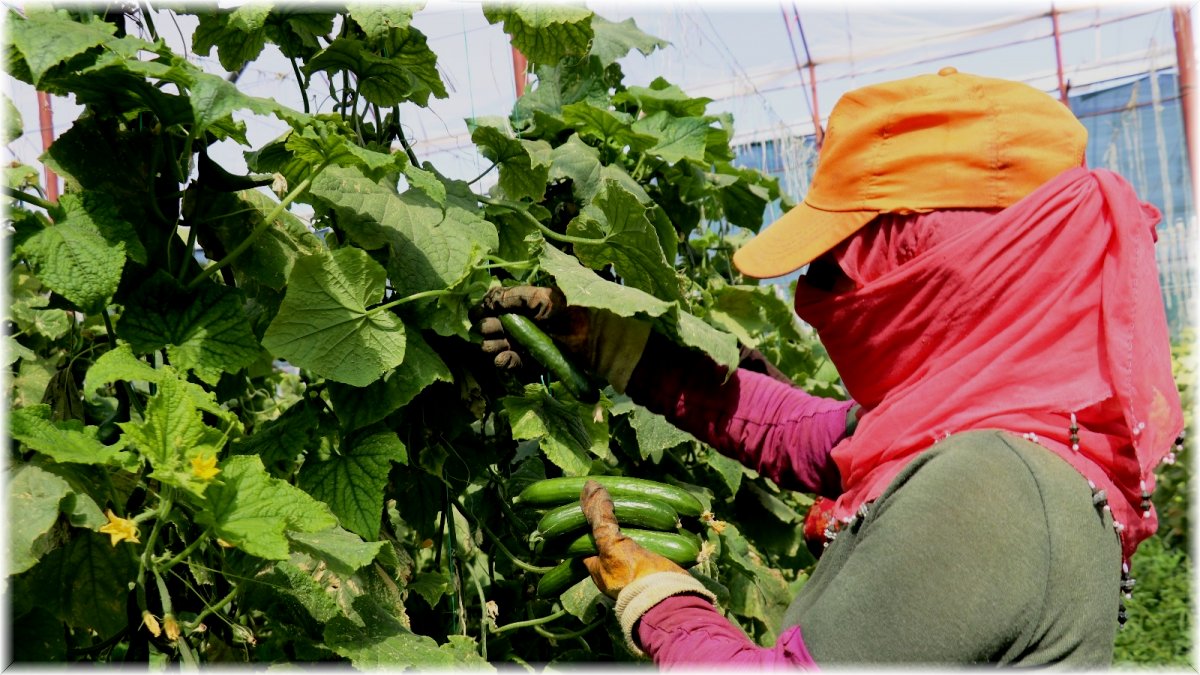 (Özel) Kuraklık Vanlı çiftçileri vurdu