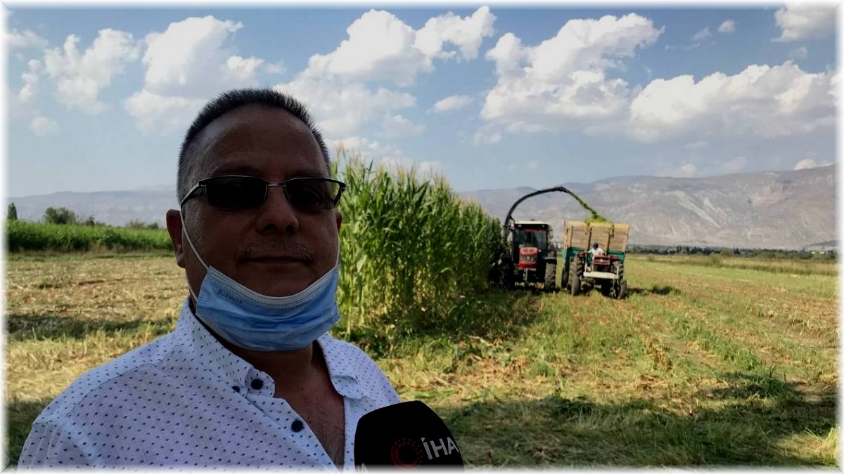 (Özel) Silajlık mısır hasadı Erzincan'da başladı