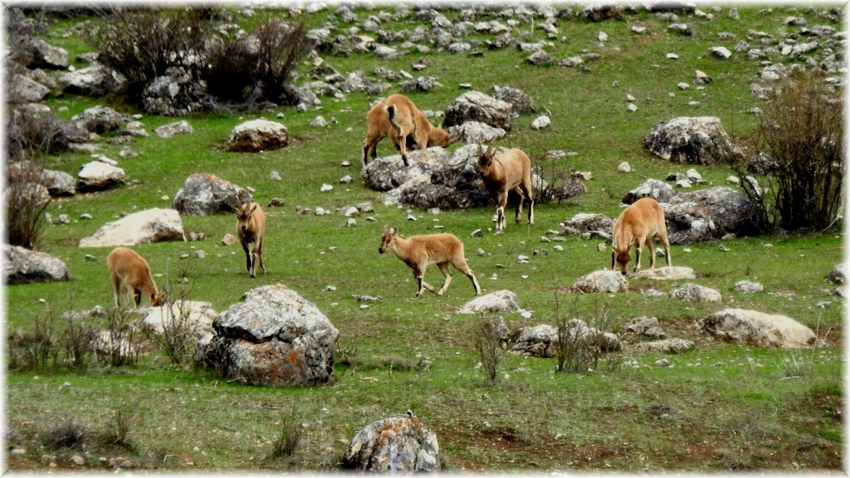 (Özel) Terörden temizlenen Munzur Dağlarına yaban keçileri güzellik katıyor
