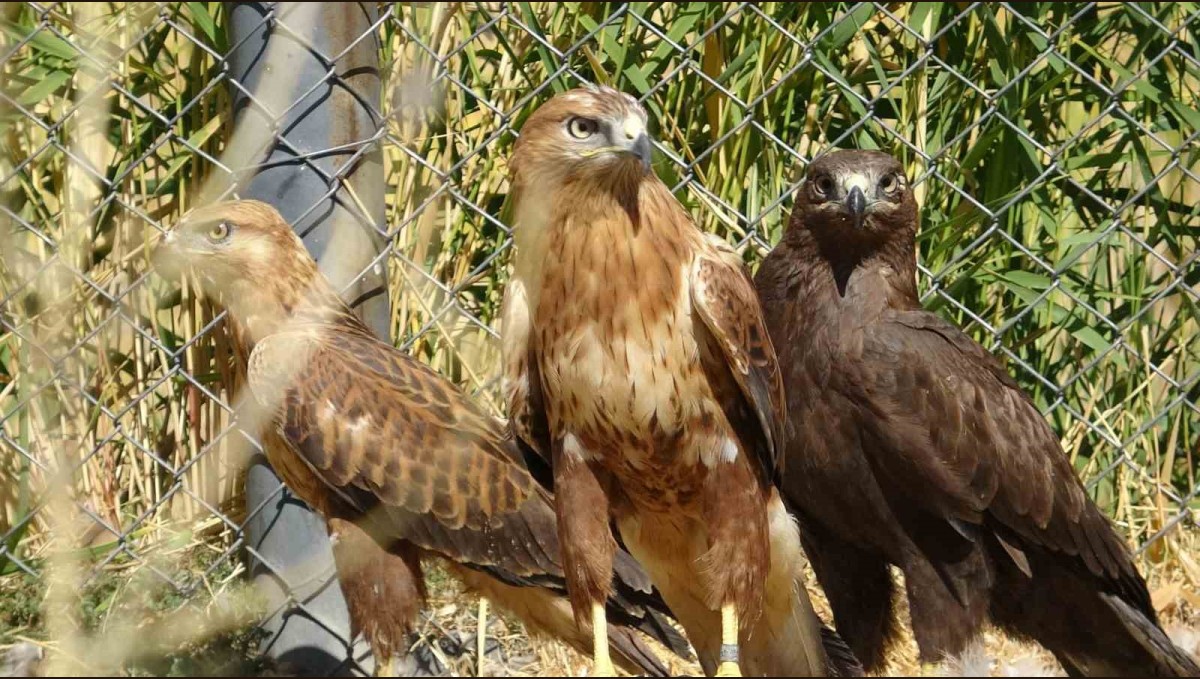 Özgürlük için gün sayıyorlar