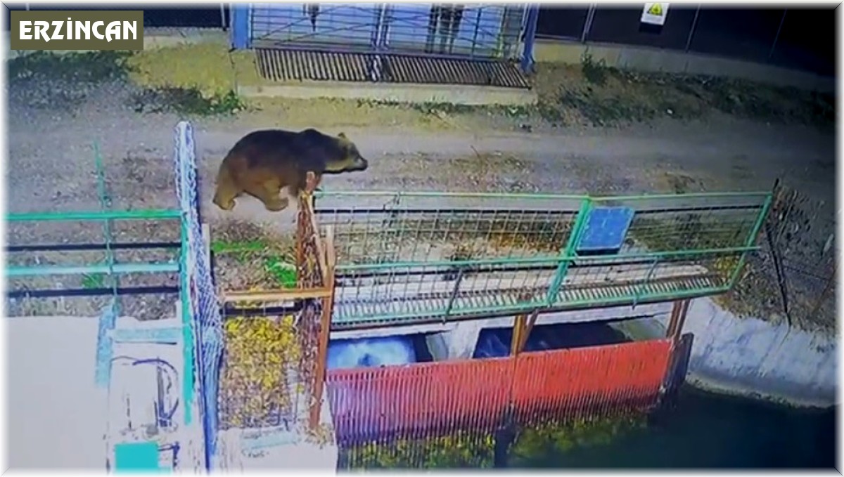 Özlenen kış gelmedi, ayılar kış uykusuna yatmadı
