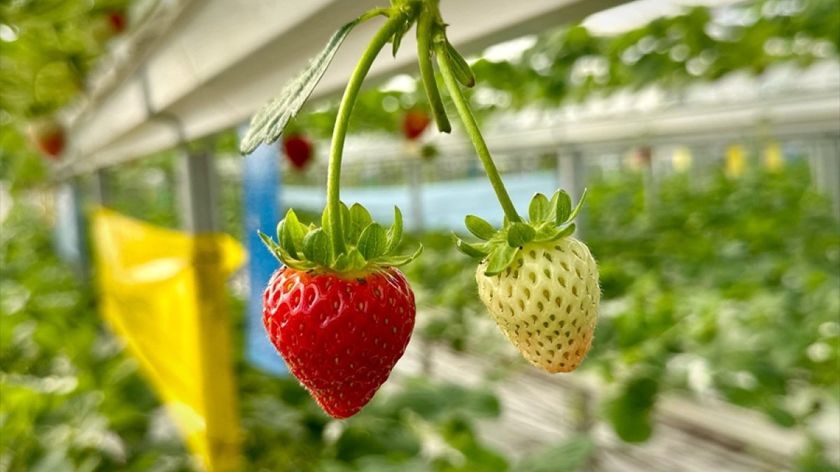 Paladyum Tarım, topraksız tarım alanındaki yatırımlarını sürdürüyor