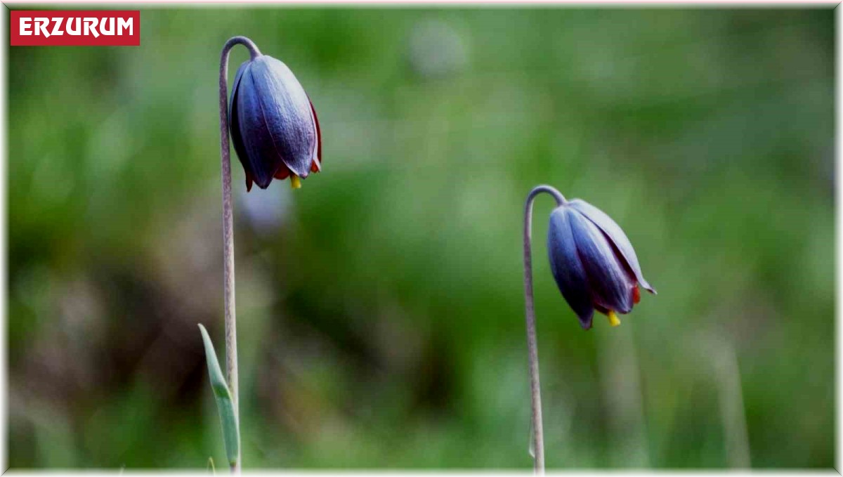 Palandöken'de Kaf Laleleri açtı