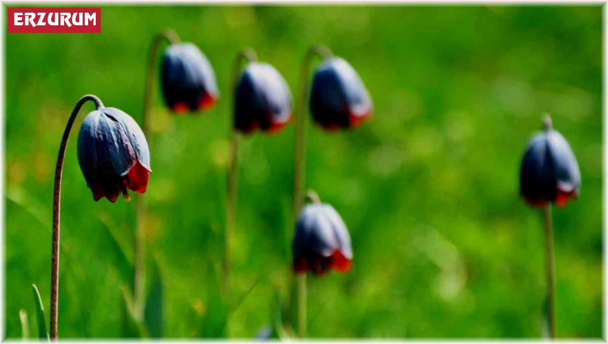 Palandöken'de Kaf Laleleri açtı