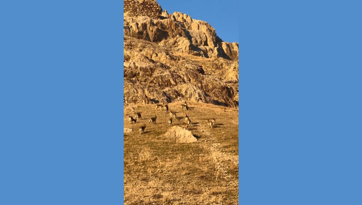 Palu'daki tarihi kalede dağ keçileri görüldü