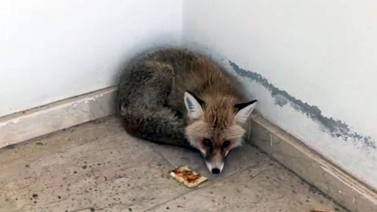 Palu’da okulda sıra dışı anlar: Tilki binaya girince öğrenciler uzaklaştırıldı