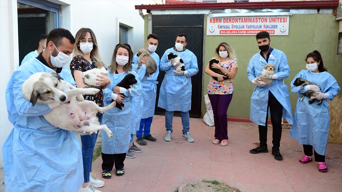 "Pamuk" ve yavruları "koronavirüs savaşçıları"nın maskotu oldu