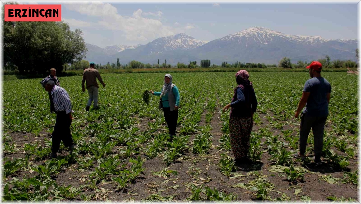 Pancar tarlalarına dadanan domuzlar çiftçiyi usandırdı