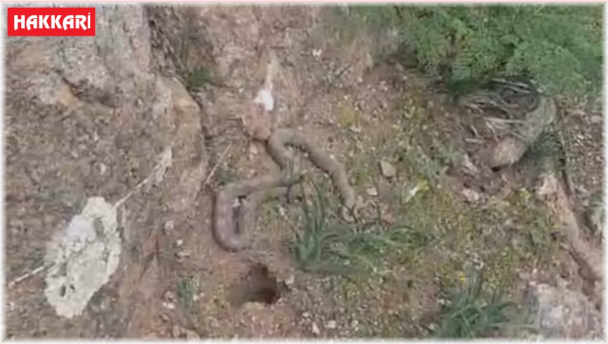 Pancara giden vatandaş çıngıraklı yılanla karşılaştı