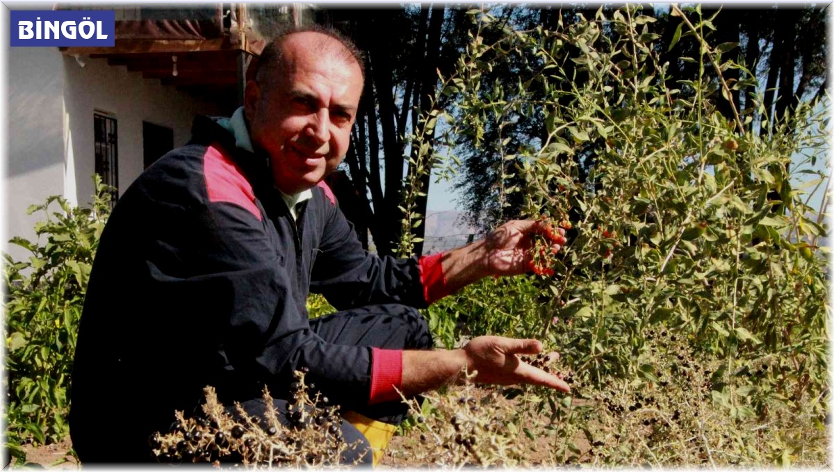 Pandemi döneminde aldığı çorak araziyi tropikal meyve bahçesine çevirdi