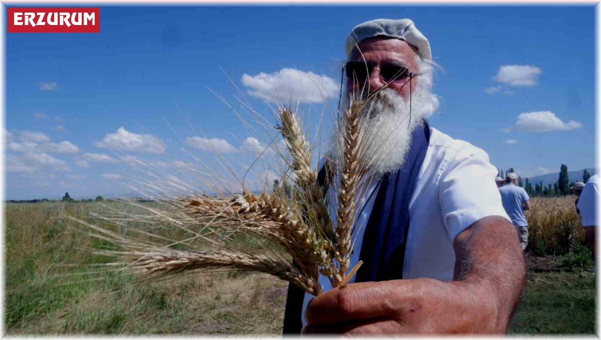 "Parla" Erzurum'da Pasin Ovası'nda başak verdi