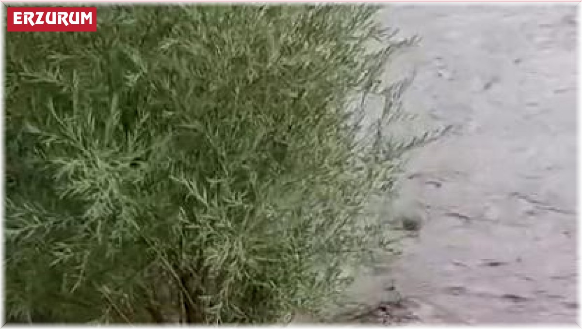 Pasinler'de dere taştı, 2 at mahsur kaldı