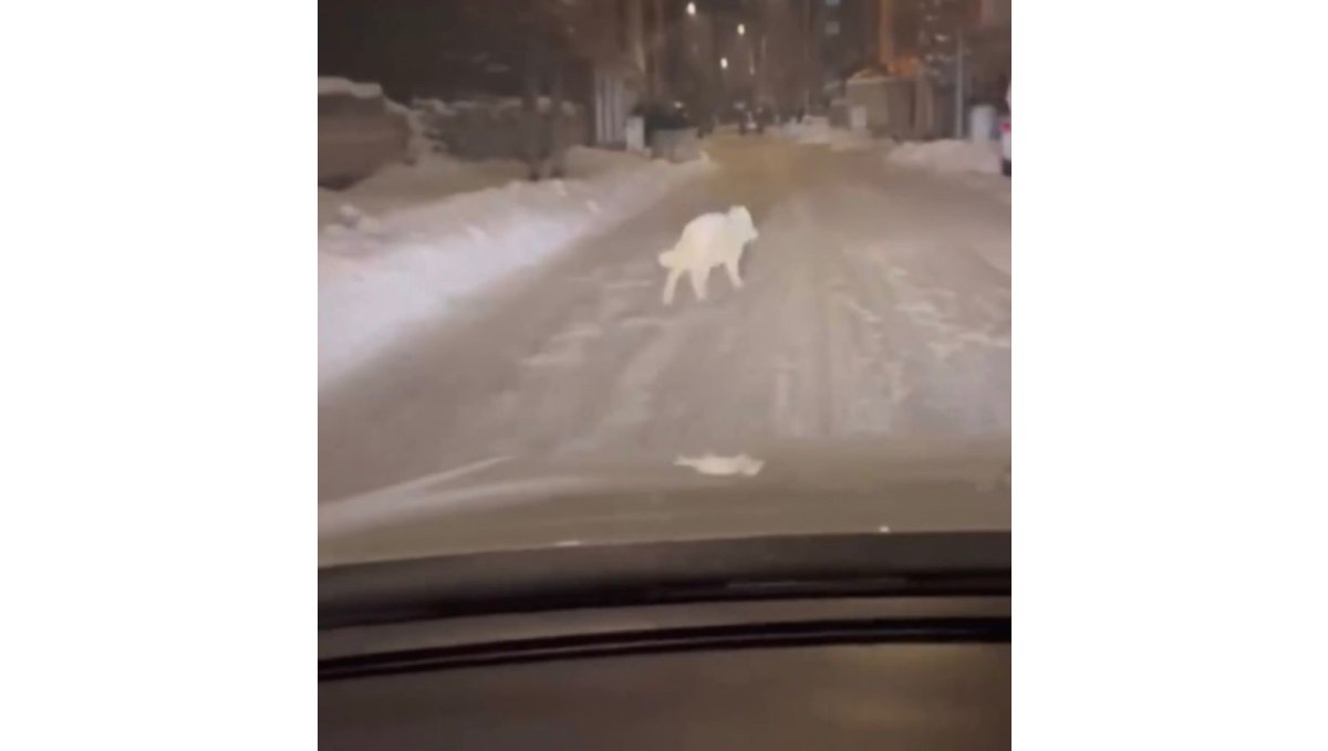 Patnos ilçe merkezinde kurt görüldü