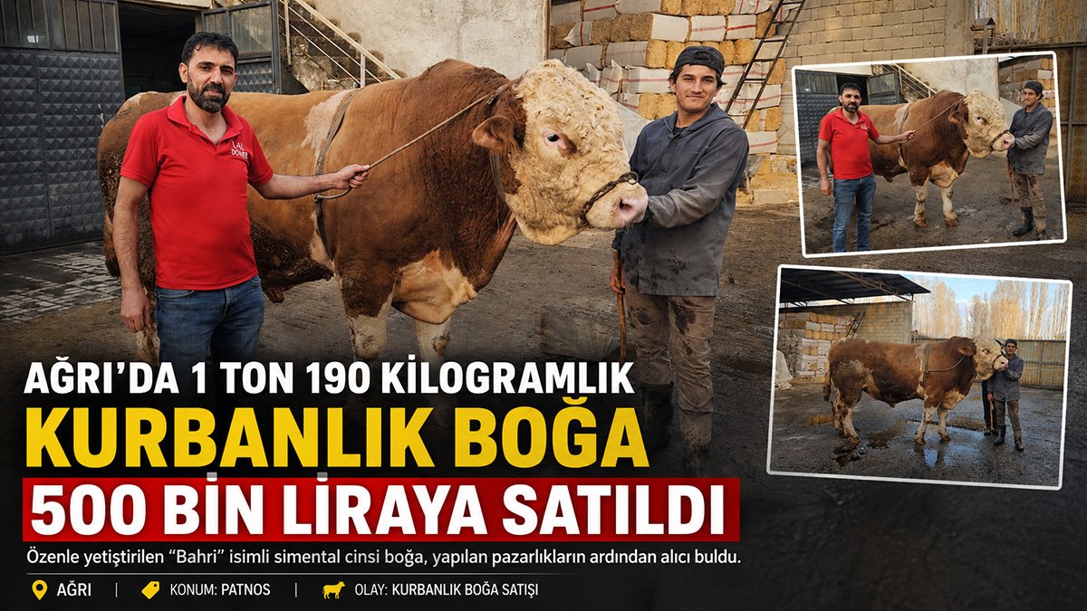 Patnos'ta 1 ton 190 kiloluk kurbanlık boğa 500 bin liraya alıcı buldu
