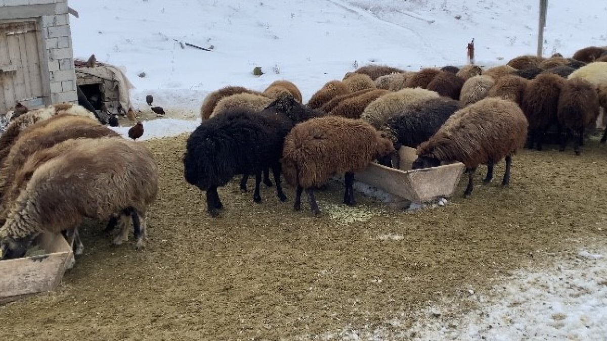 Patnos'ta Besicilerin Kar ve Soğukla Zorlu Hayvan Bakım Mesaisi
