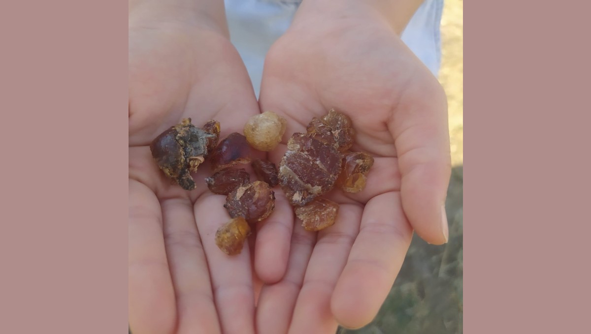 Patnos'ta çam sakızı şifa kaynağı oldu