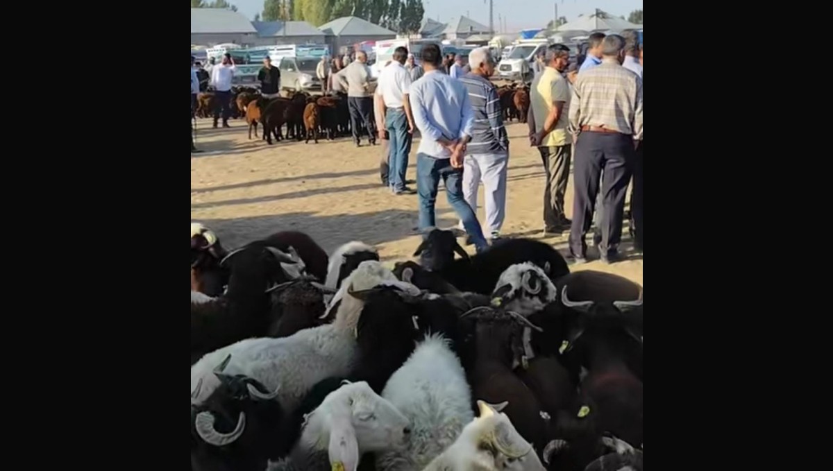 Patnos'ta hayvan pazarı yeniden açıldı