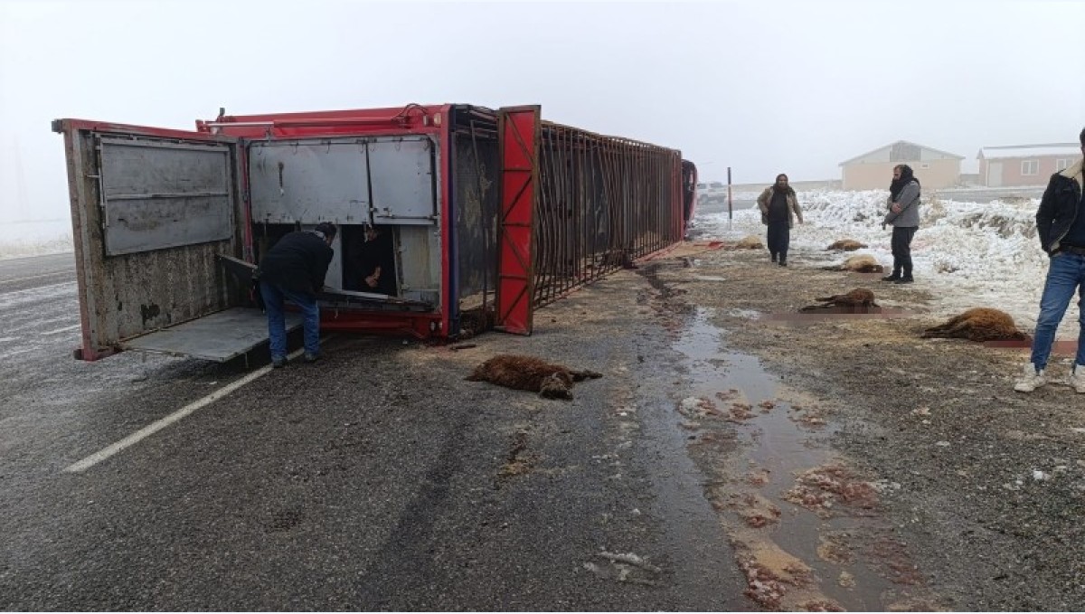 Patnos'ta hayvan yüklü tır devrildi: 10 küçükbaş telef oldu