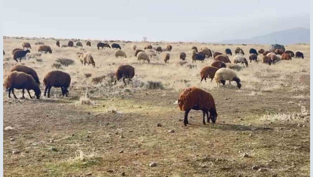 Patnos'ta kar yağmaması çiftçilerin yüzünü güldürdü