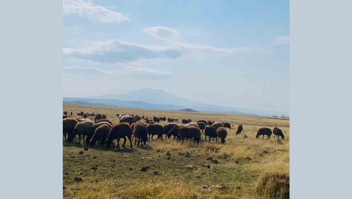 Patnos'ta Kar Yağmayınca Hayvanlar Kışın da Meraya Çıktı