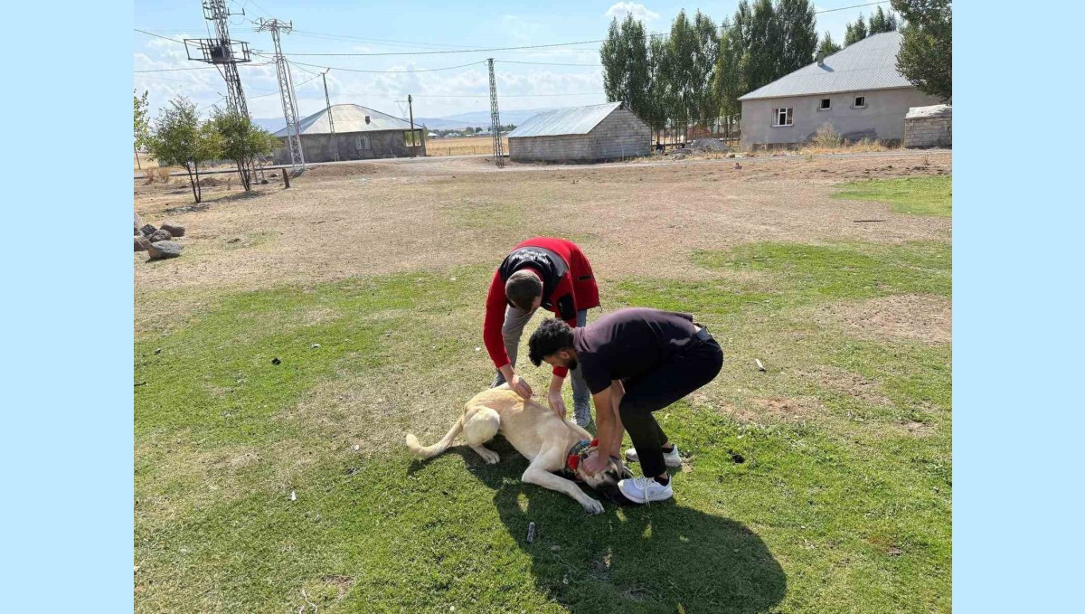 Patnos'ta köpeklere mikroçip ve kuduz aşısı uygulaması