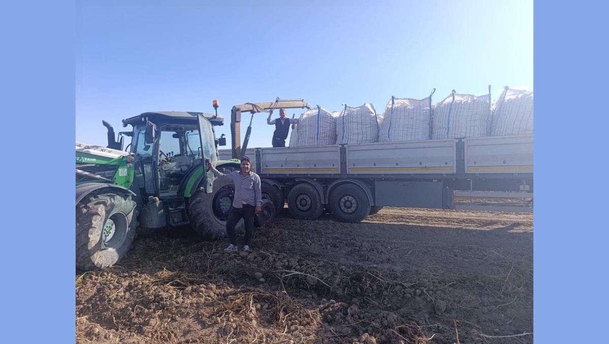 Patnos'ta patates hasadı başladı