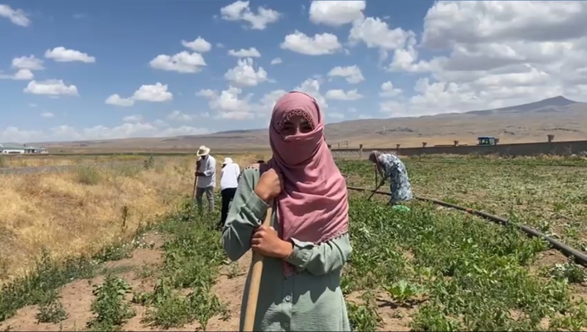 Patnos'ta şeker pancarı tarlalarında kadın eli