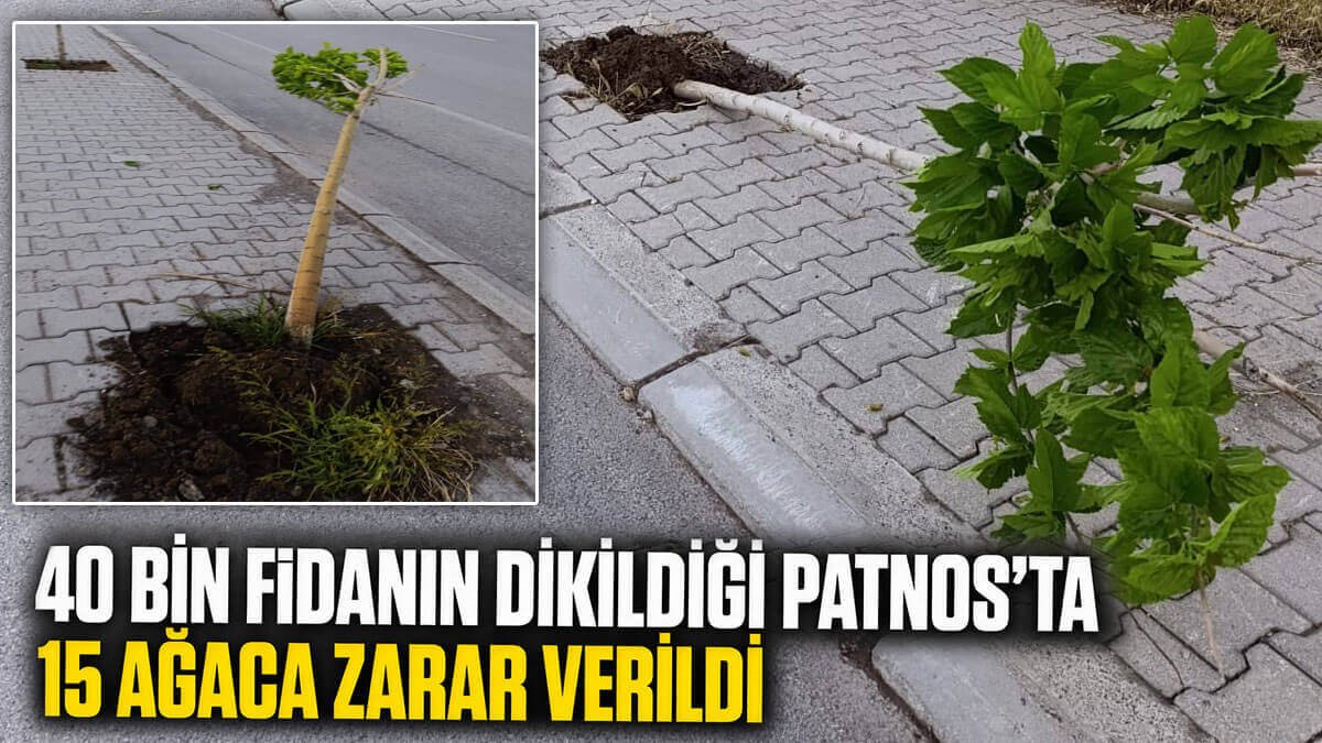 Patnos'ta Yeni Dikilen 15 Ağaca Kimliği Belirsiz Kişilerce Zarar Verildi