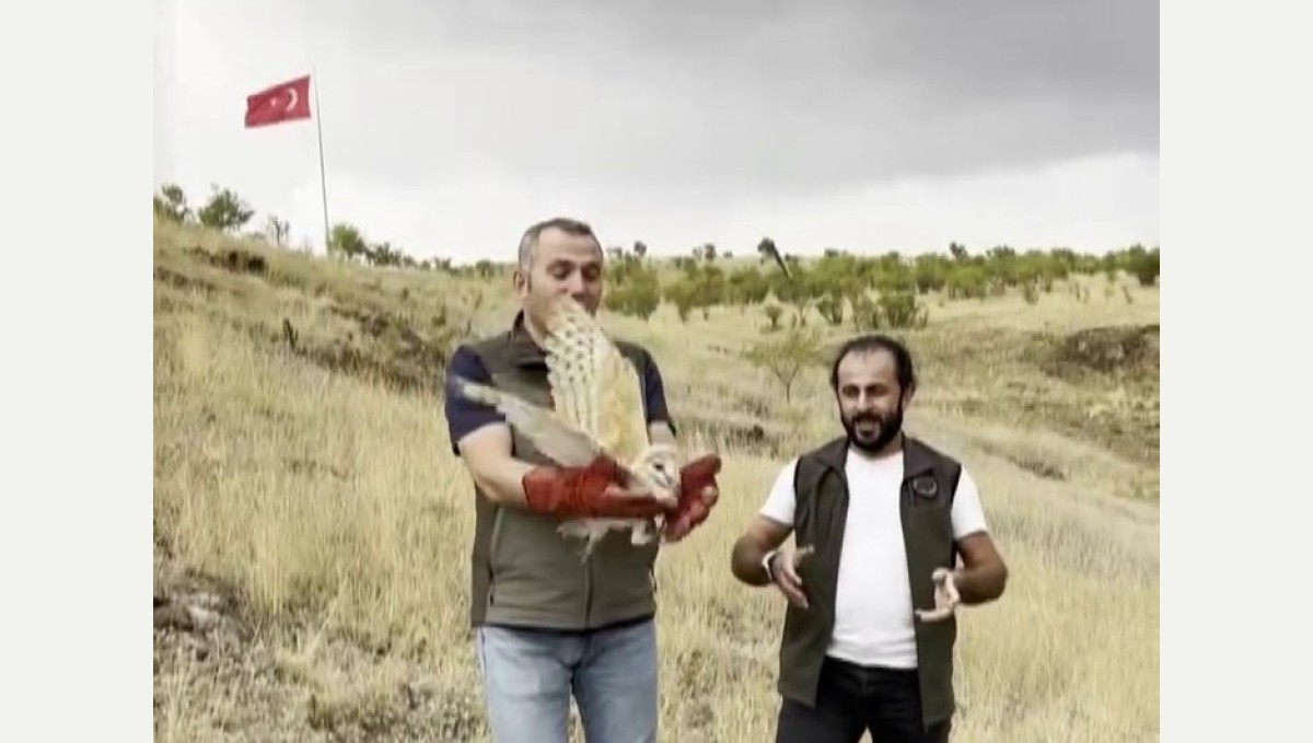 Peçeli baykuş yeniden yaban hayatta