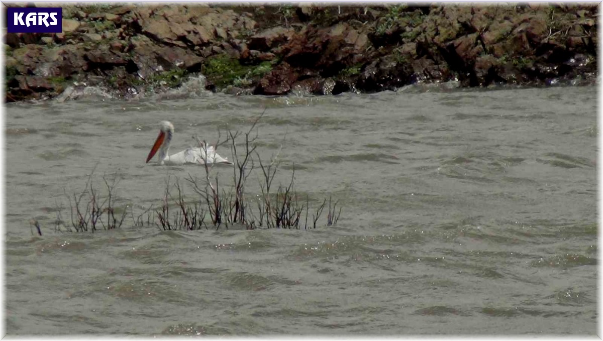 Pelikan ailesi Kars Barajı'nda görüntülendi