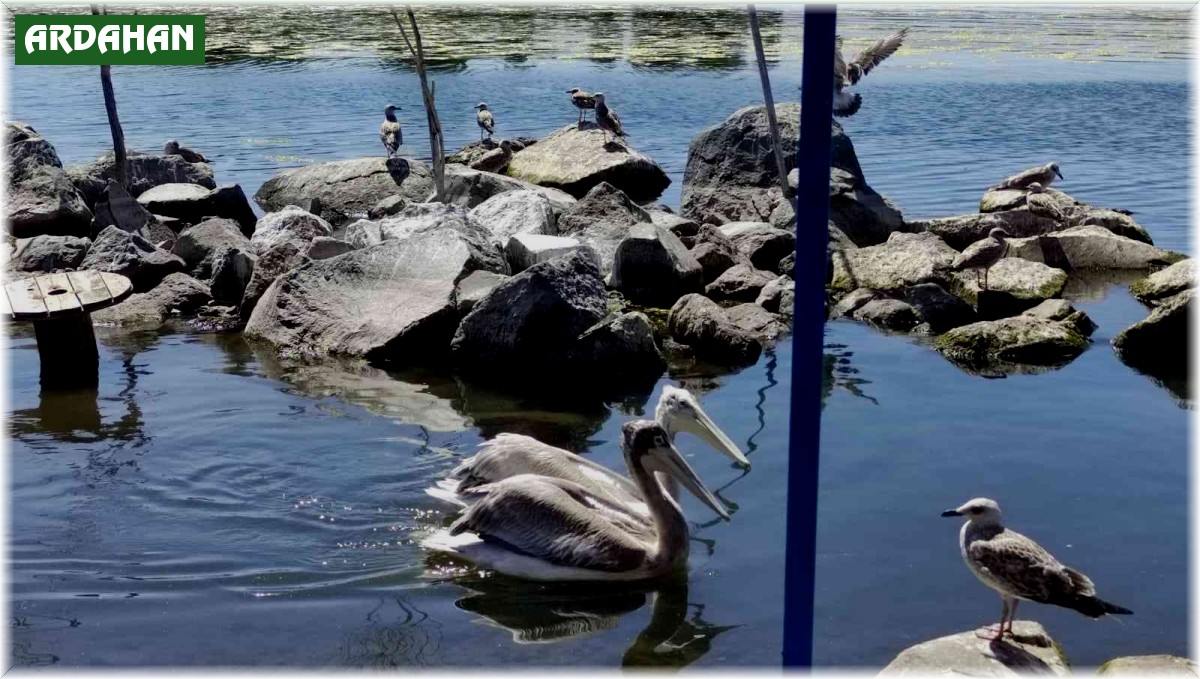 Pelikanlar adanın maskotu oldu