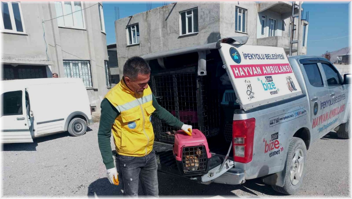 Pencerenin demir korkuluklarına sıkışan kedi kurtarıldı