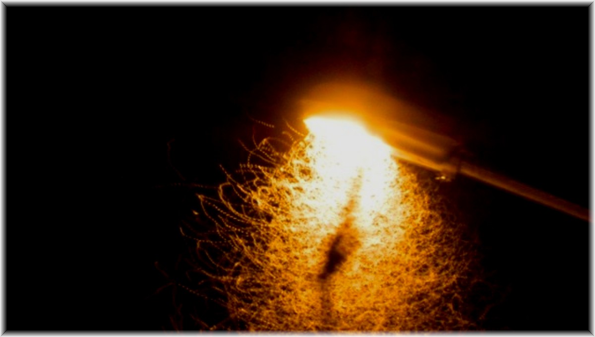 Pervane böceklerinin ışıkla dansı