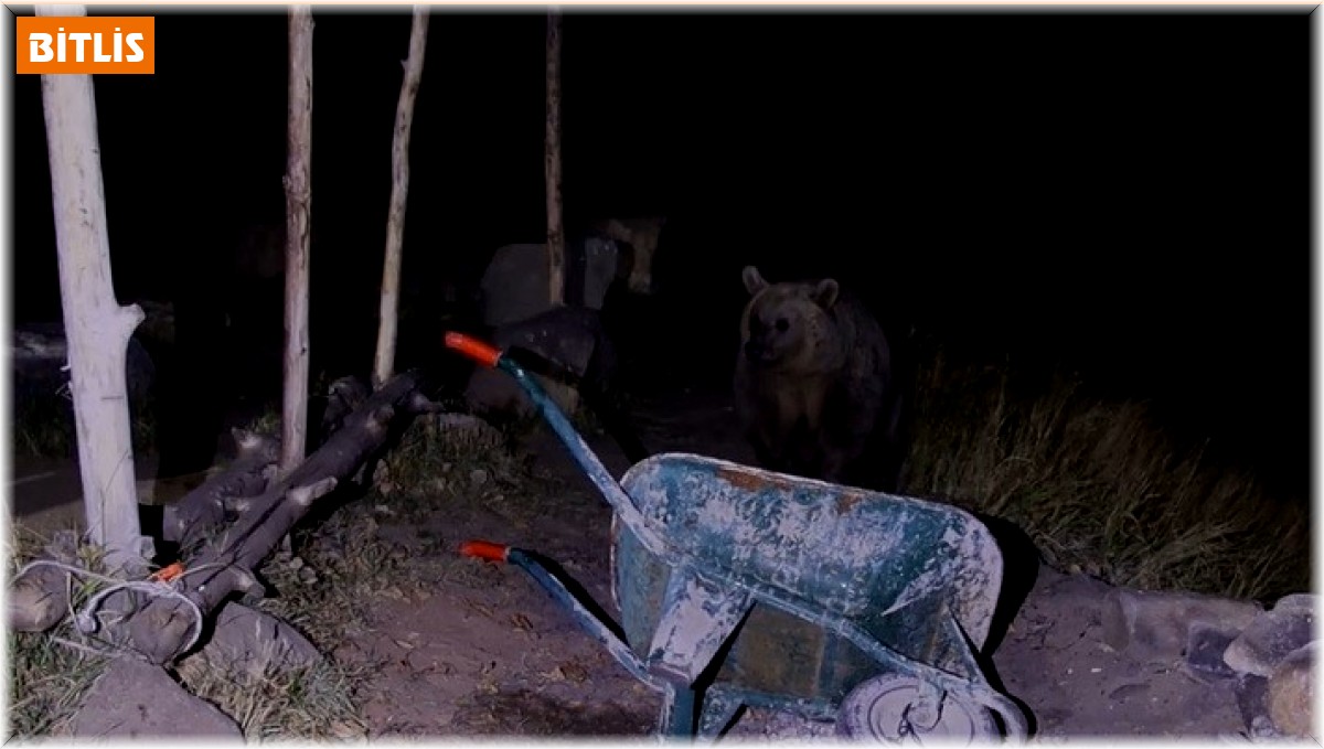 Piknikçilerin ayı ile imtihanı