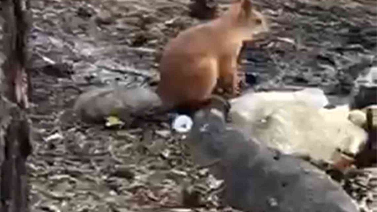 Piknikçilerin davetsiz misafiri sincap ilgi odağı oldu