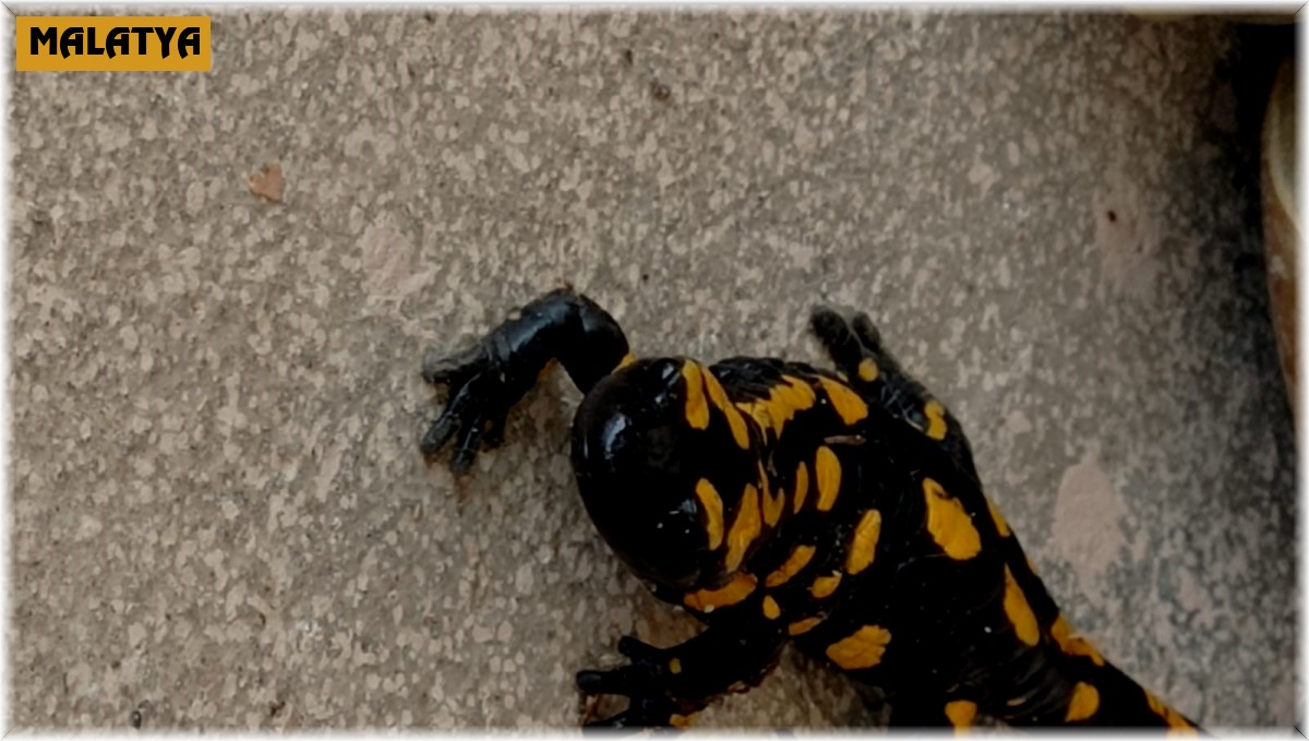 Plastik sandı canlı çıktı