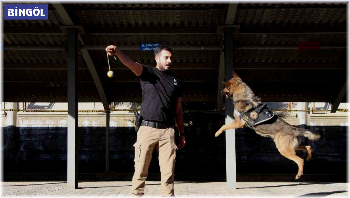 Polisin en büyük destekçisi dedektör köpekler
