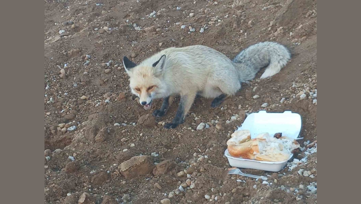 Pomza ocağının maskotu tilki: 3 yıllık sıra dışı dostluk