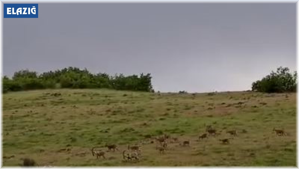Popülasyondaki artış görüntülere de yansıyor