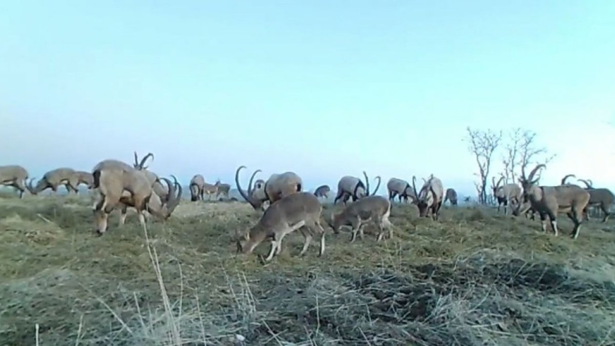 Popülasyonu artan dağ keçileri foto kapanla görüntülendi