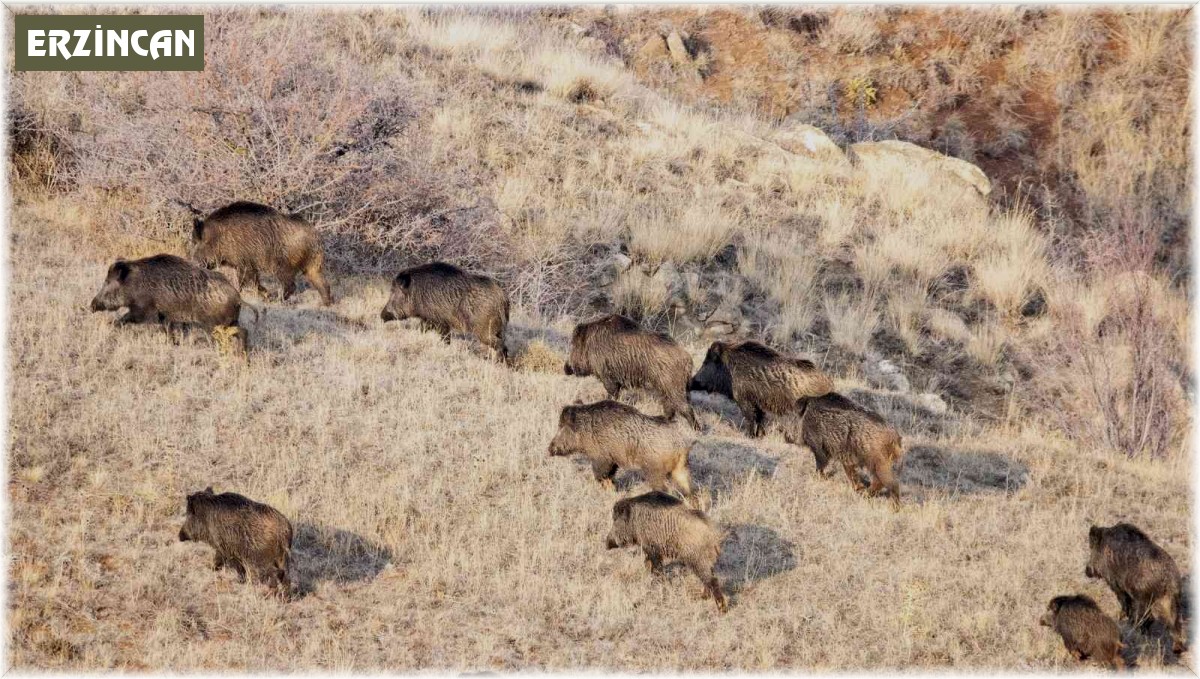 Popülasyonu artan domuz sürüsü görüntülendi