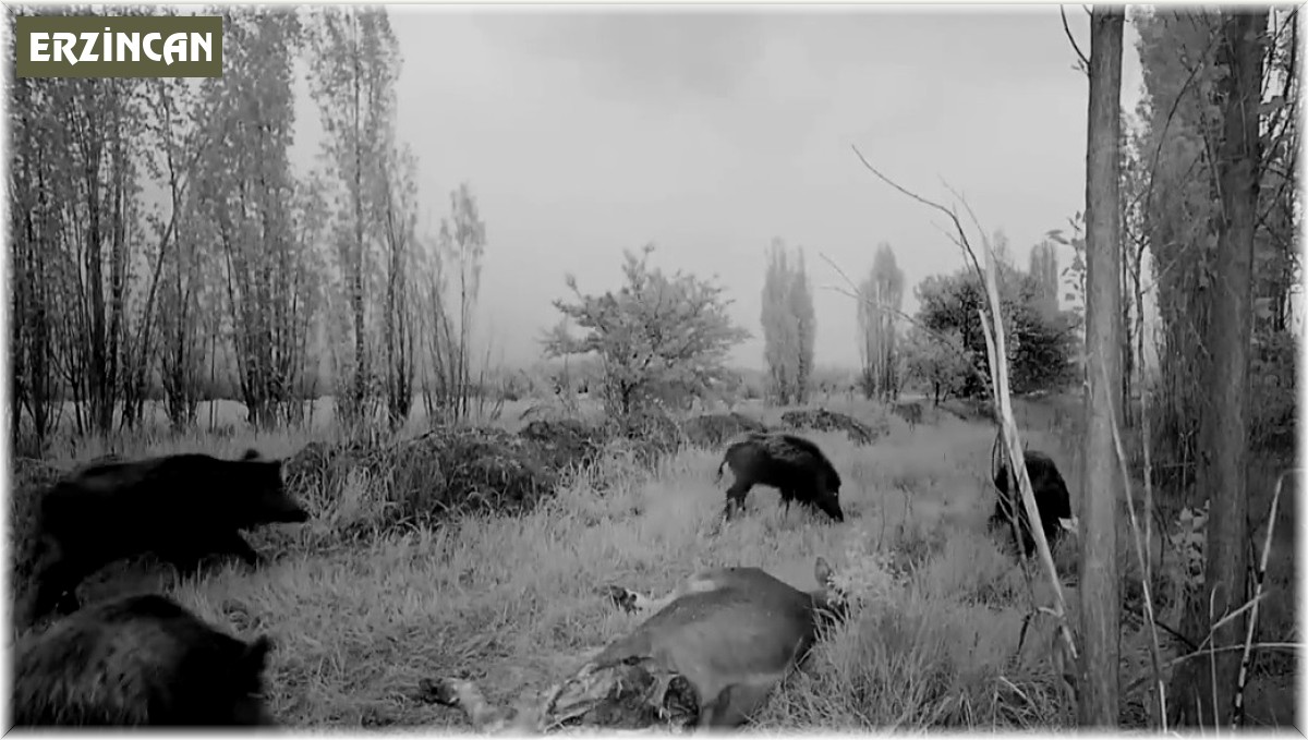 Popülasyonu artan domuz sürüsü havadan görüntülendi