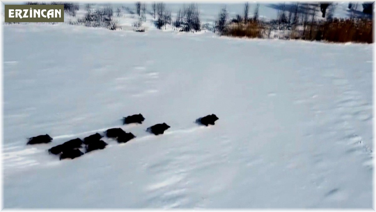 Popülasyonu artan domuz sürüsü havadan görüntülendi