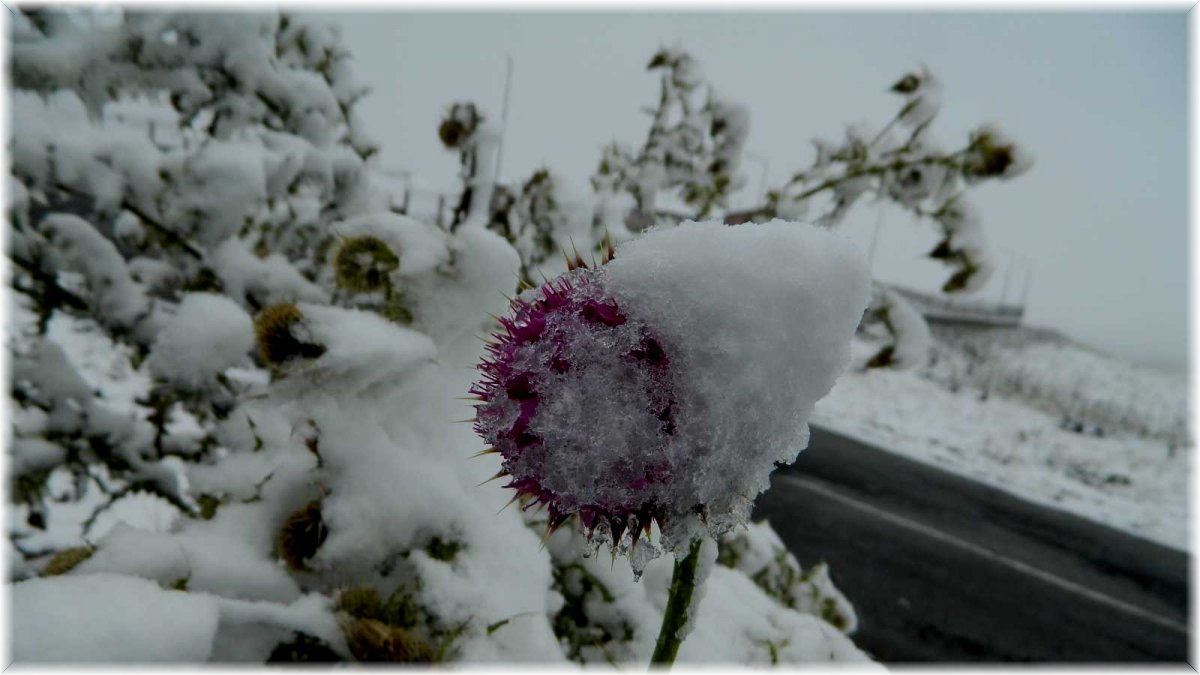 Posof'a mevsimin ilk karı yağdı