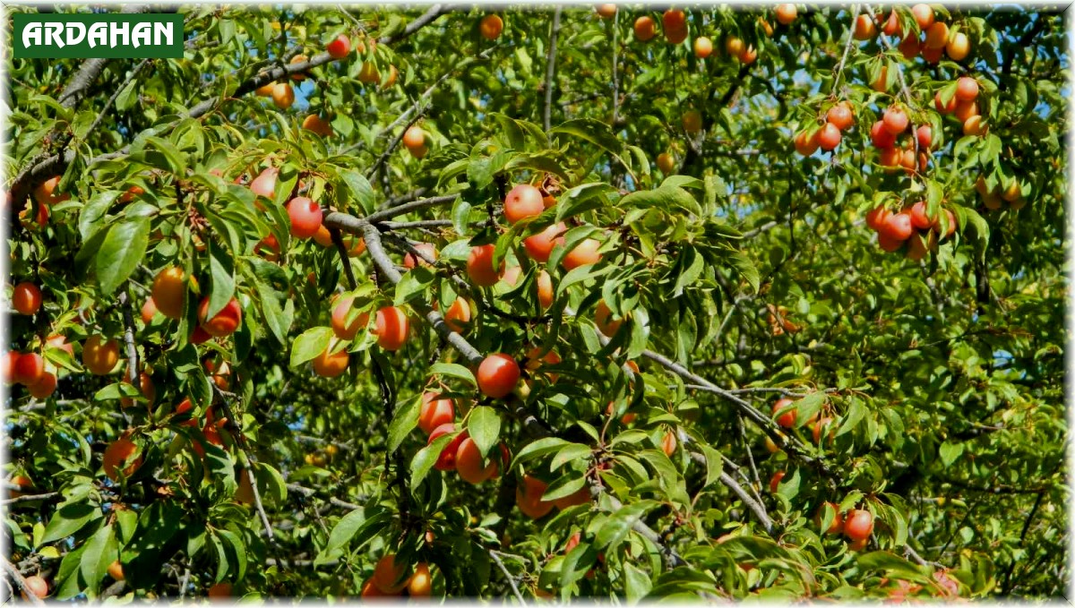 Posof doğal bahçe haline döndü