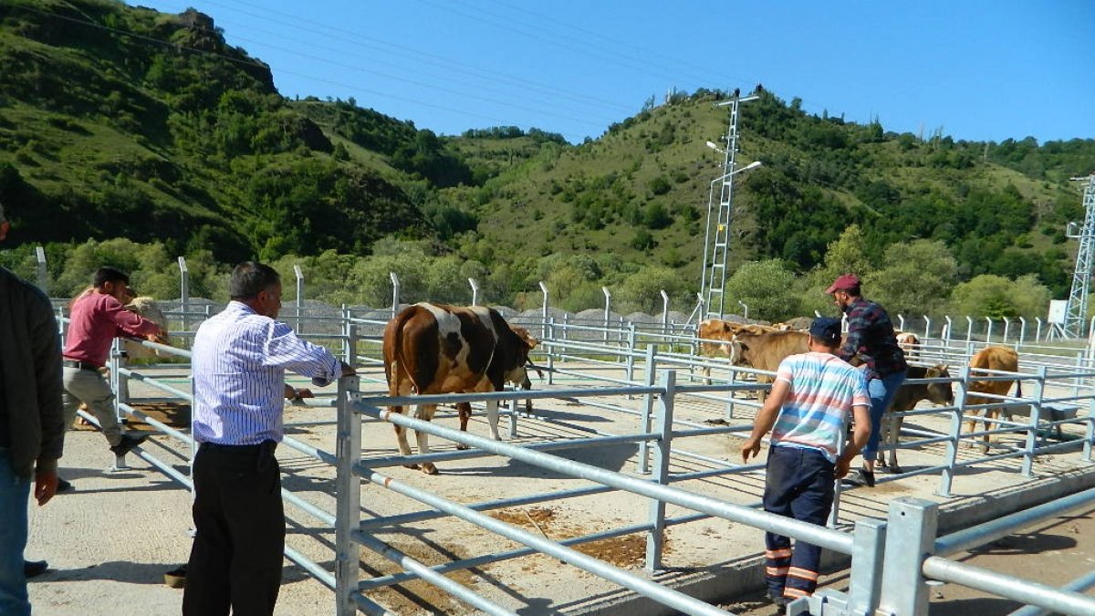 Posof hayvan pazarı yeniden açıldı