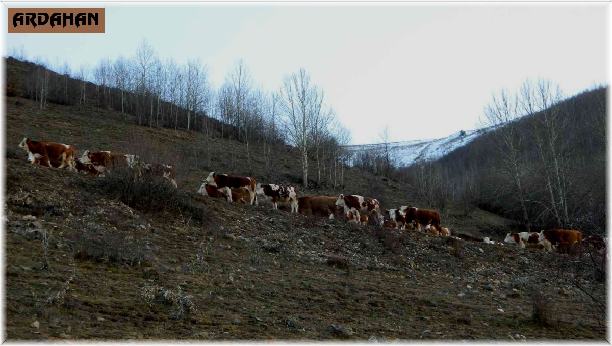 Posof'ta Aralık ayında hayvanlar merada